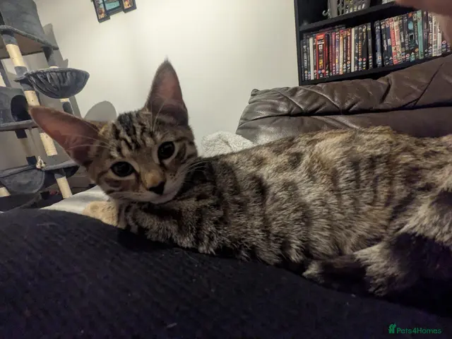 Mixed Breed cats for sale: 😻😻 Beautiful Bengal Cross Kittens For Sale 😻😻 - Advert 8
