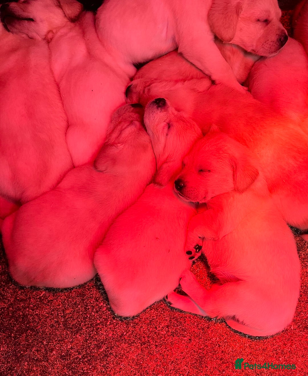 Labrador Retriever dogs for sale: KC reg health tested chunky white Labradors - Advert 2