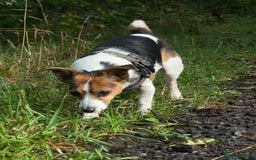 Jack Russell dogs for sale: Jack Russell for loving home - Advert 7