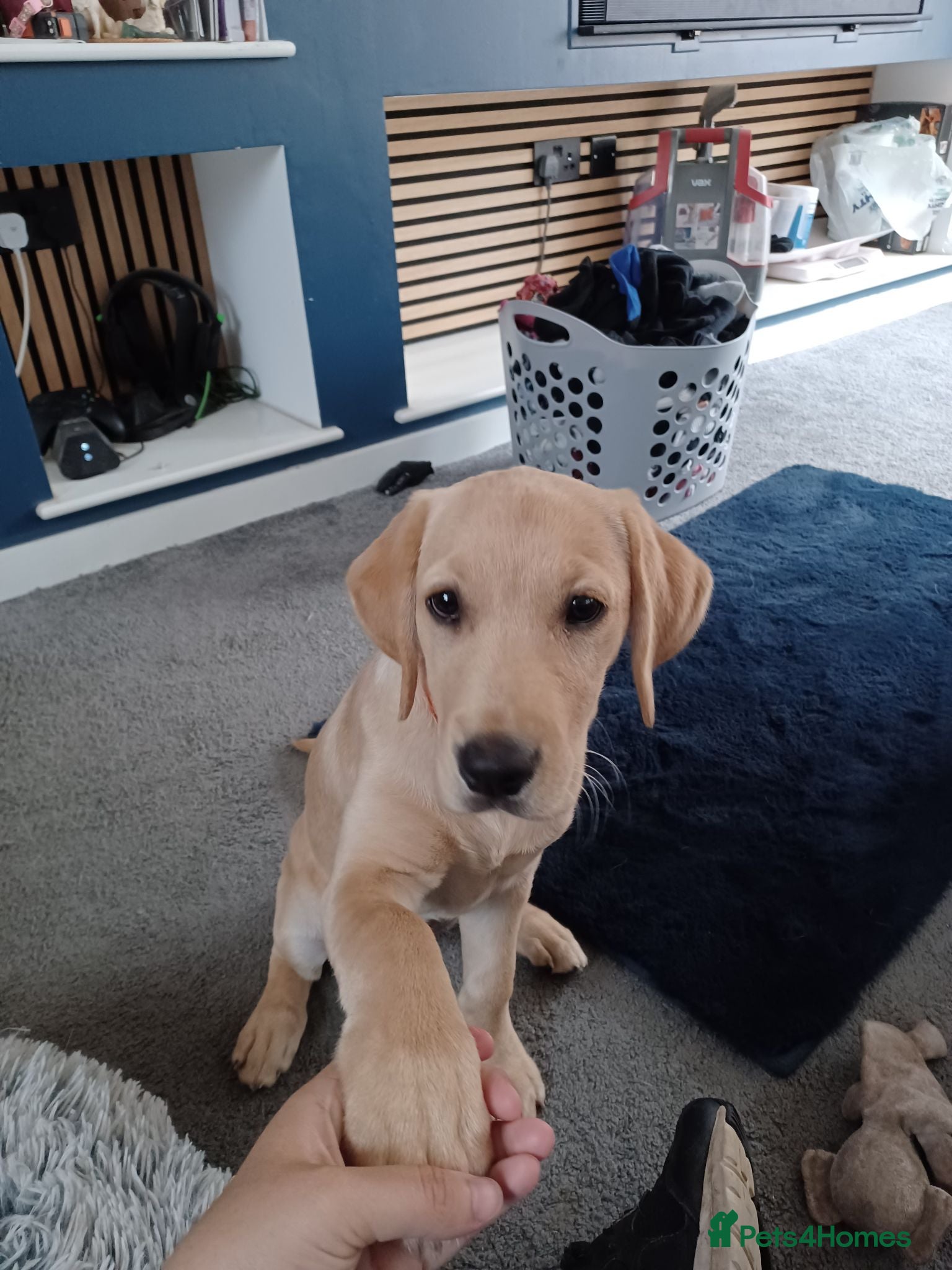 Labrador Retriever dogs Last golden girl looking for her forever home - Advert 2