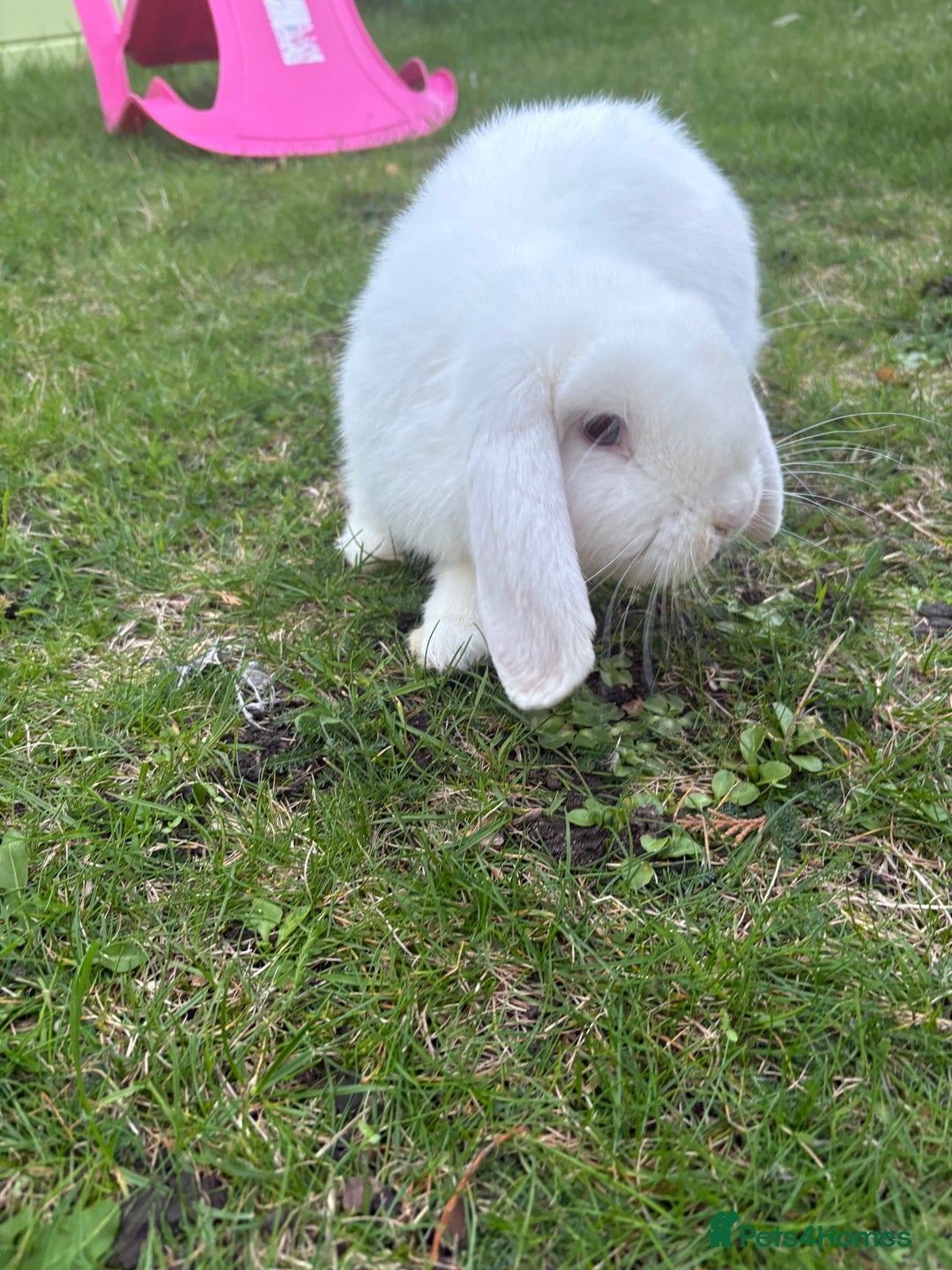 English Lop rabbits for sale: Rabbit & hutch & toys/food if wanted - Image 4