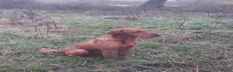 Labrador Retriever dogs for sale: Quality Labrador puppies  - Advert 16