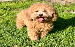 Labradoodle dogs for sale: Stunning F1b mini labradoodles  - Image 15