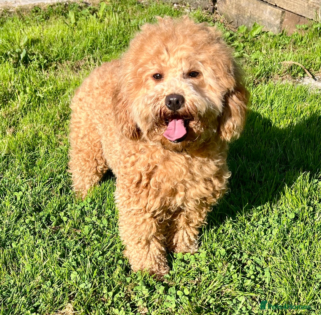 Labradoodle dogs for sale: Stunning F1b mini labradoodles  - Image 15