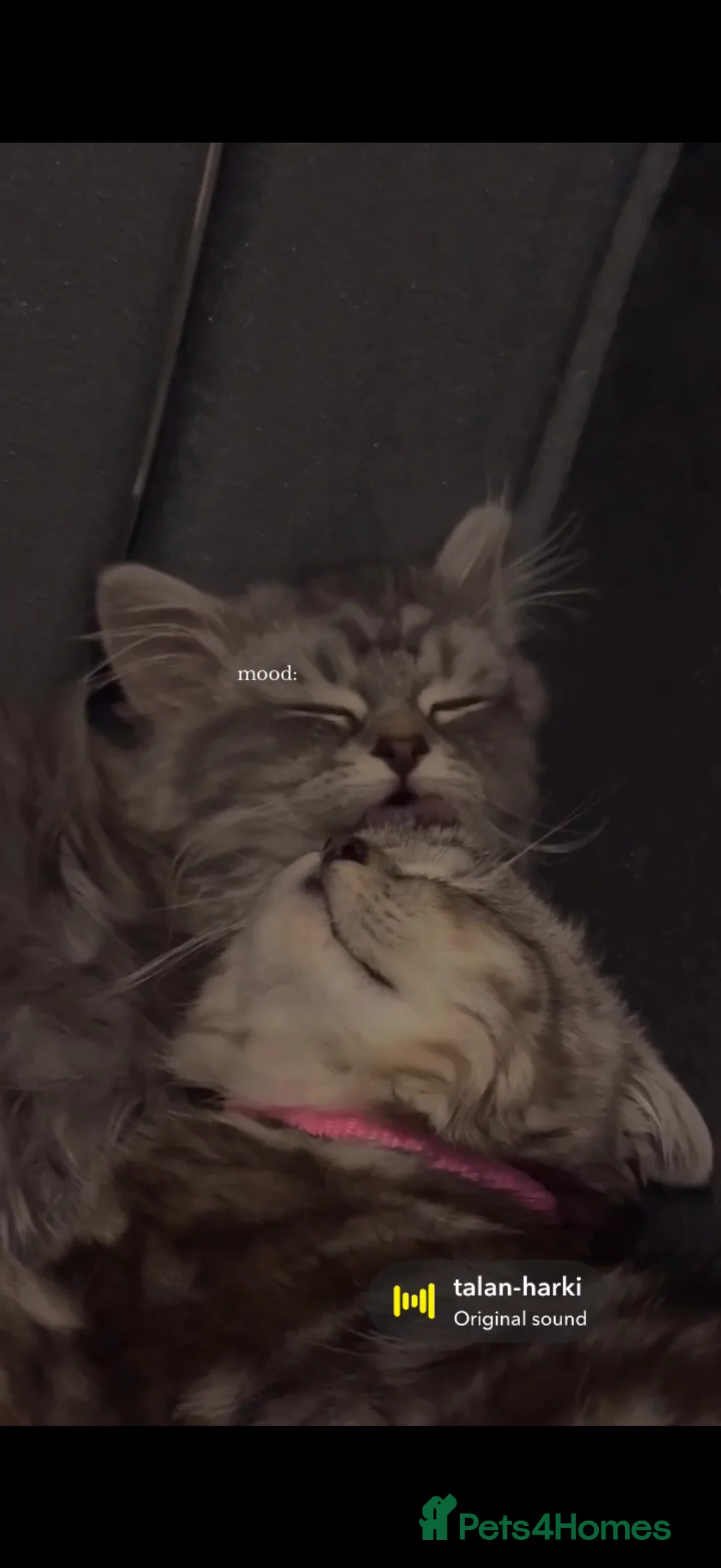 British Longhair cats for sale: My lovely friend for sale - Advert 10