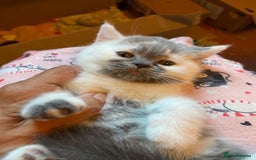 British Shorthair cats for sale: Show quality kittens direct IGrCh, GrCh & Ch lines - Image 14