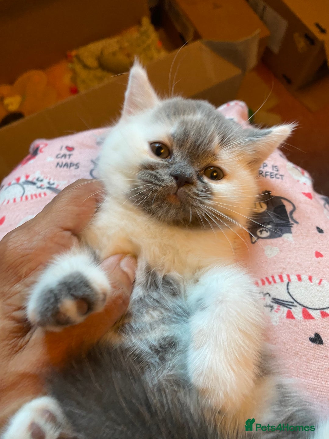 British Shorthair cats for sale: Show quality kittens direct IGrCh, GrCh & Ch lines - Image 14