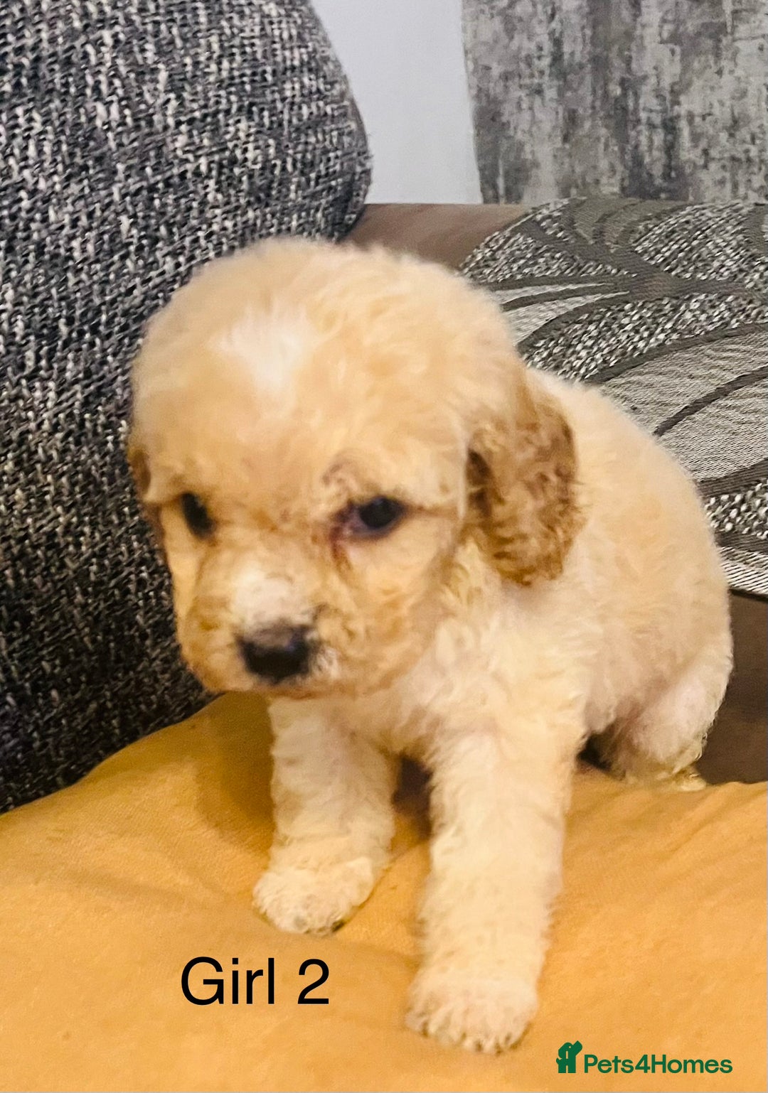 Cavapoochon dogs for sale: Stunning Cavapoochon puppies  - Advert 3