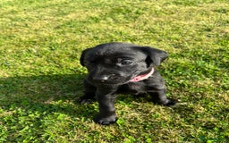 Labrador Retriever dogs for sale: KC Registered Black Labrador Puppies - Image 24