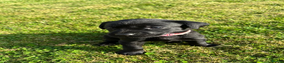 Labrador Retriever Puppy 7