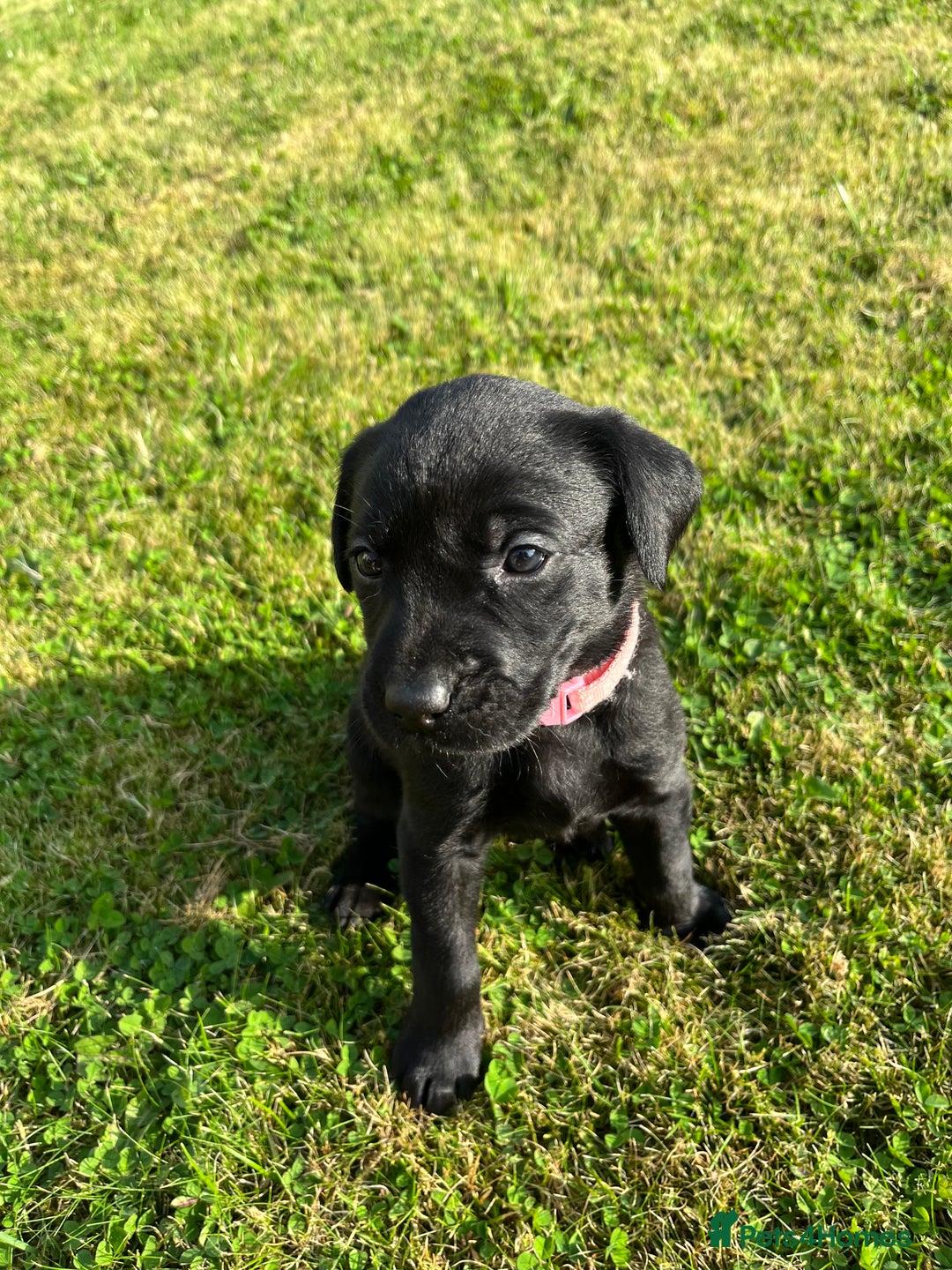 Labrador Retriever dogs for sale: KC Registered Black Labrador Puppies - Image 24