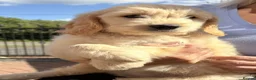 Goldendoodle dogs for sale: Australian Golden Doodle Puppies - READY NOW - Advert 4