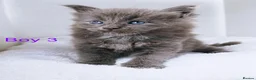 Maine Coon cats for sale: DNA health tested blue maine coon kittens - Advert 21