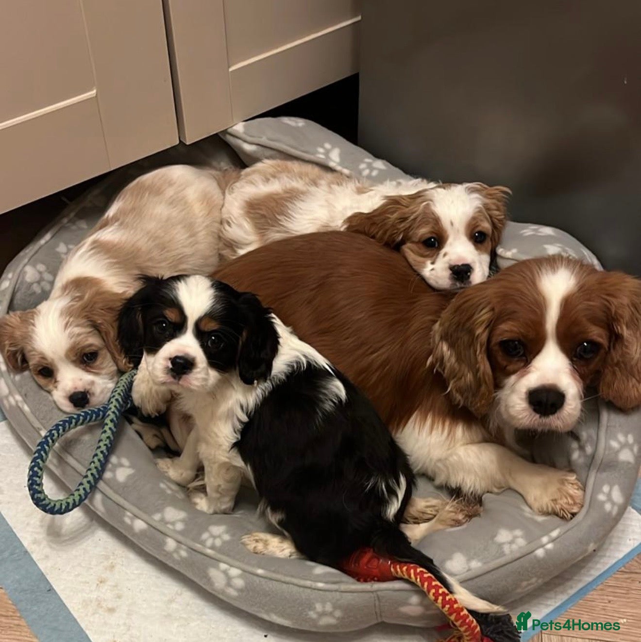 Cavalier King Charles Spaniel dogs 🐶King Charles Cavalier Puppies✨ REDUCED ✨❤️🐶  - Advert 17