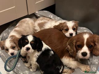 Cavalier King Charles Spaniel dogs 🐶King Charles Cavalier Puppies✨ REDUCED ✨❤️🐶 - Advert 17