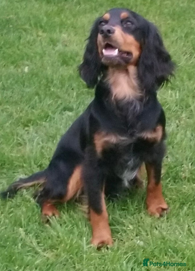 Cocker Spaniel dogs Working cocker stud dog in Chichester - Advert 21