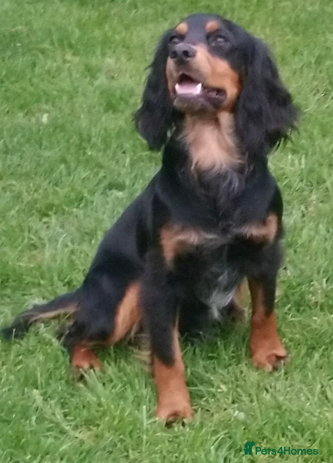 Cocker Spaniel dogs for stud: Working cocker stud dog in Chichester - Image 1