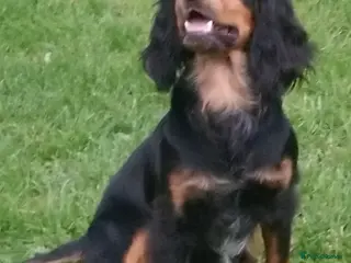 Cocker Spaniel dogs Working cocker stud dog in Chichester - Advert 1