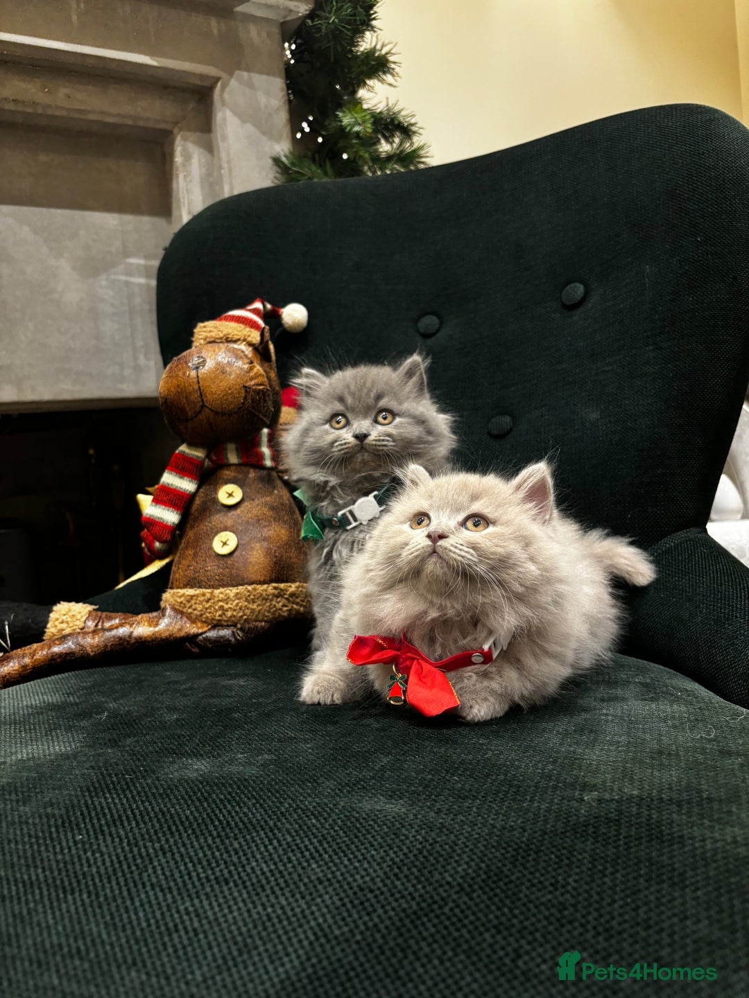 British Shorthair cats for sale: British Shorthair Kittens - Advert 25