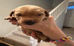 Labrador Retriever dogs for sale: Beautiful Labrador Retriever puppies - Image 9
