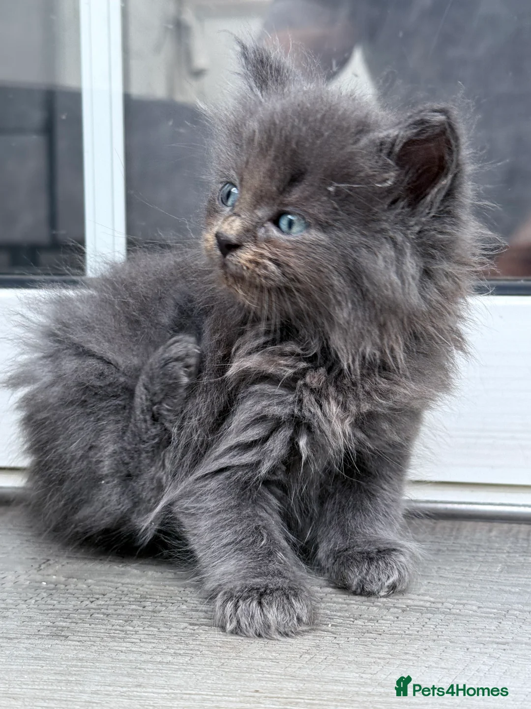 Mixed Breed cats for sale: Beautiful Ragdoll x Maine Coon Kittens - Advert 18