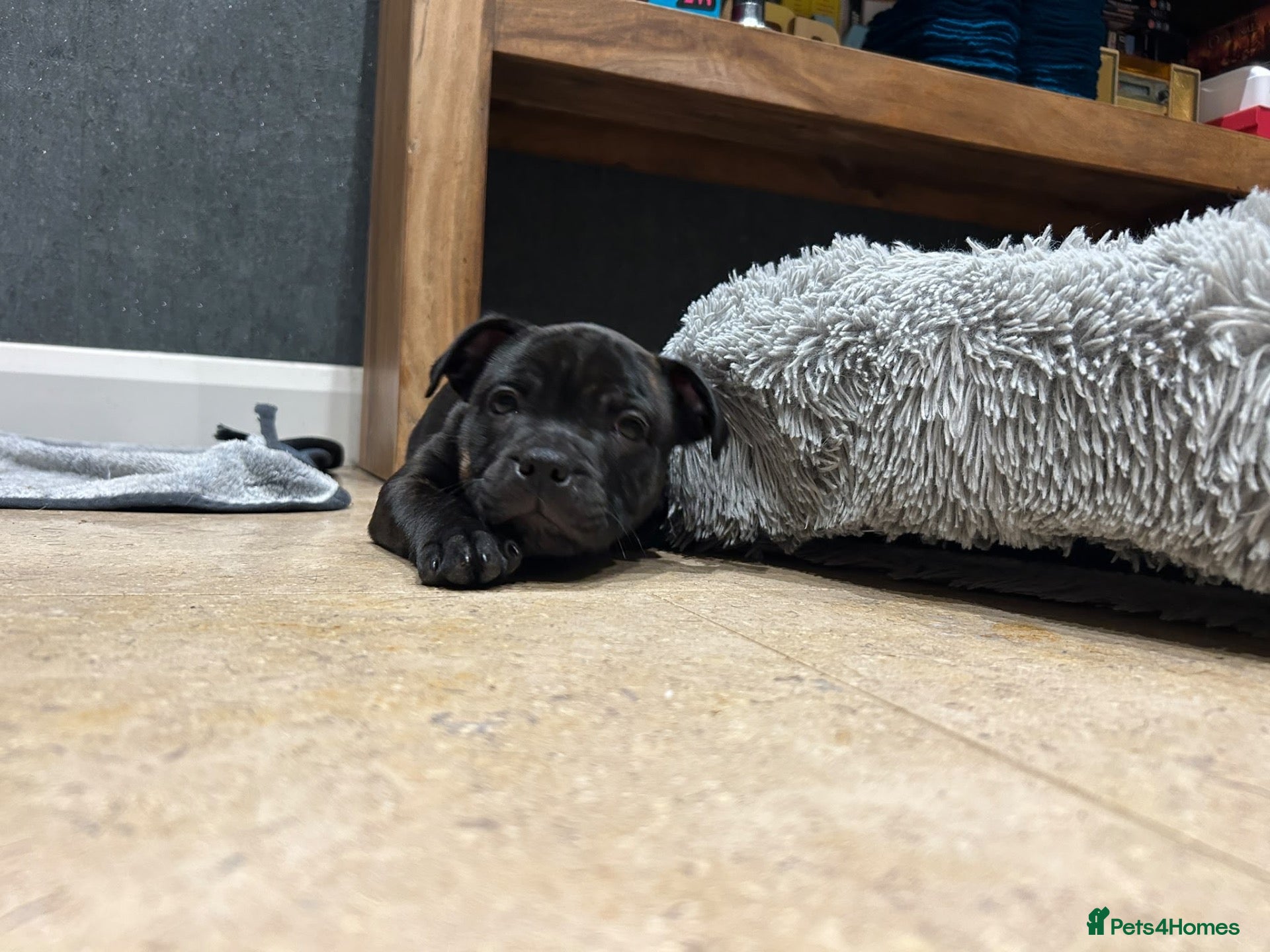 Staffordshire Bull Terrier dogs ✨ READY NOW ✨2 Black Brindle Girls 🩷 🐾 🩷 🐾 - Advert 2