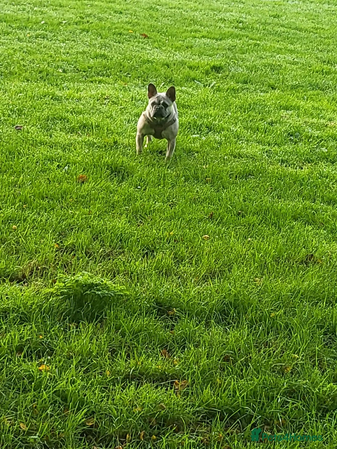 French Bulldog dogs for sale: Frankie the frencie in Plymouth - Advert 2