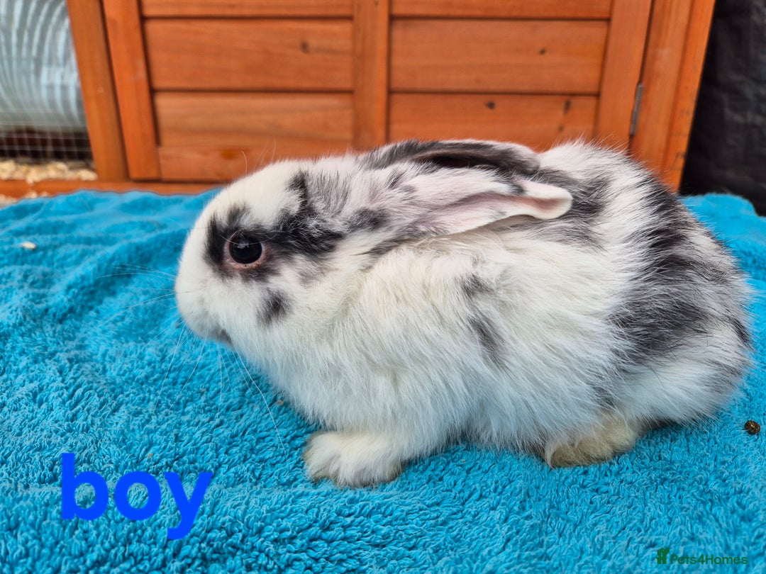 French Lop rabbits for sale: Gorgeous french lop babies  - Image 4