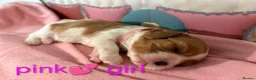 Cavalier King Charles Spaniel dogs for sale: Health Tested Cavalier King Charles  - Advert 24