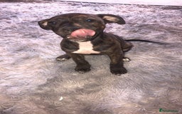 Mixed Breed dogs for sale: Puppy’s  - Image 2