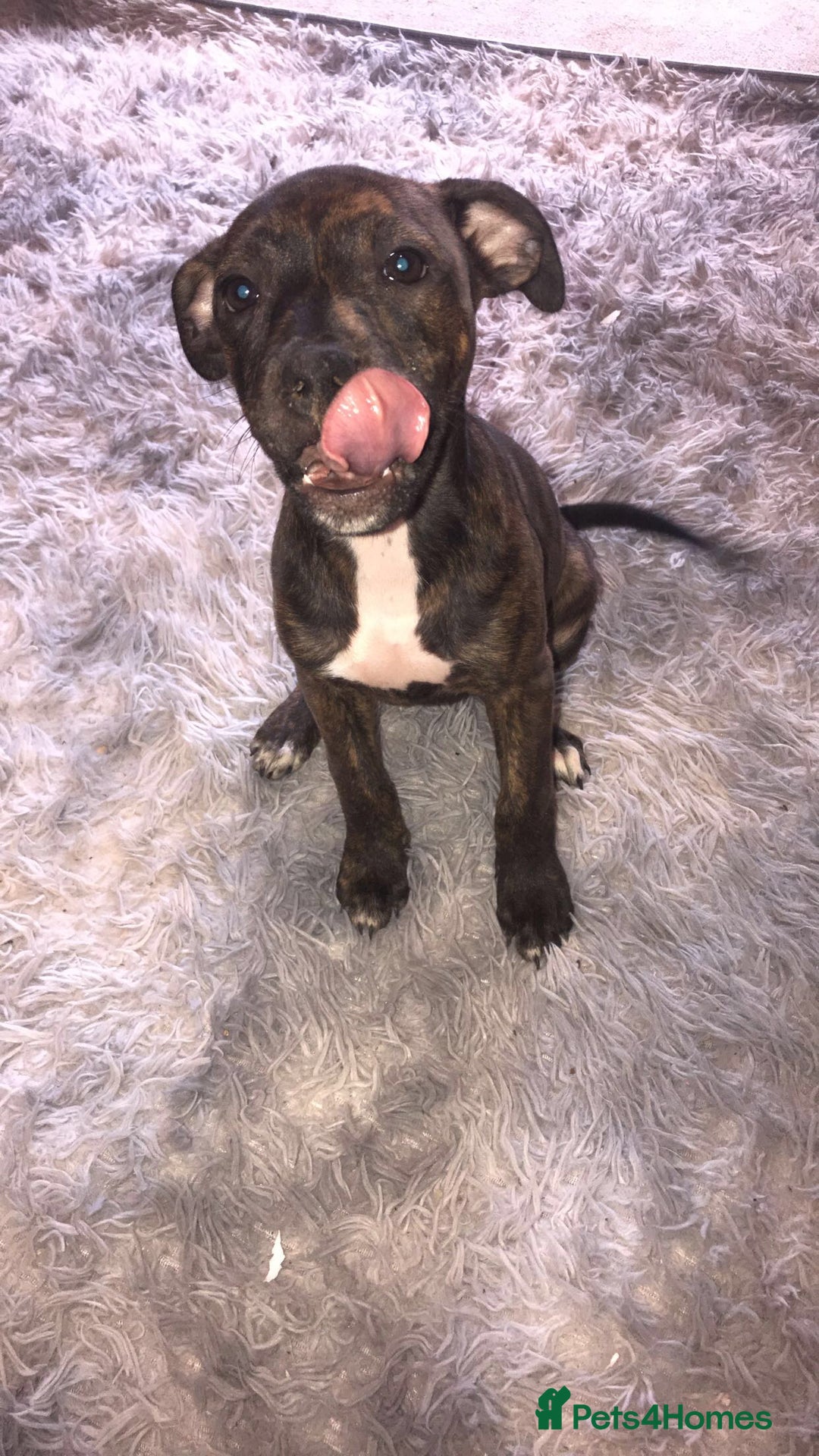 Mixed Breed dogs for sale: Puppy’s  - Image 2