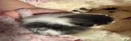 Mixed Breed cats for sale: Adorable Fluffy Kittens. Matilda’s 1st Litter 🐾 - Advert 6