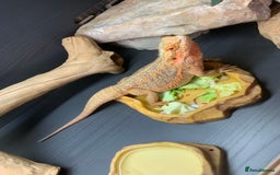Dragon reptiles for sale: Mia the Beautiful bearded dragon  - Image 9