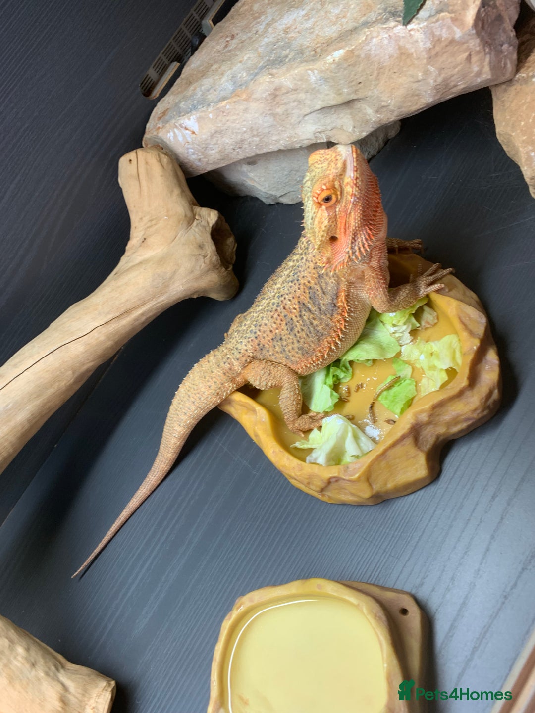 Dragon reptiles for sale: Mia the Beautiful bearded dragon  - Image 9