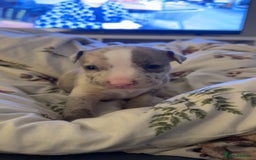 Mixed Breed dogs for sale: 7 Gorgeous Lurcher x Pocket Bully Pups  - Advert 18