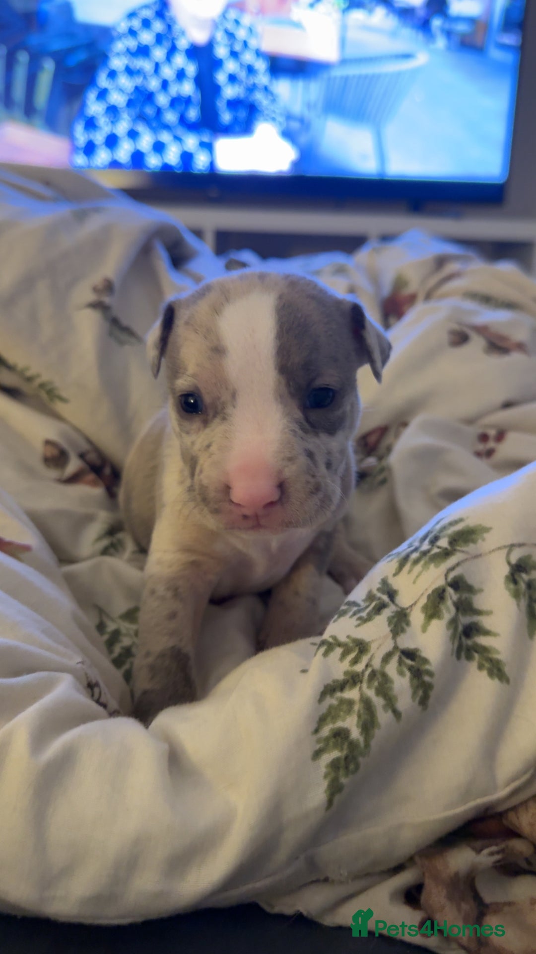 Mixed Breed dogs for sale: 7 Gorgeous Lurcher x Pocket Bully Pups  - Advert 18
