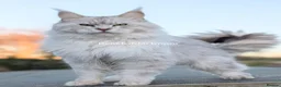 Maine Coon cats for sale: TICA Registered Maine Coon Kittens  - Advert 11