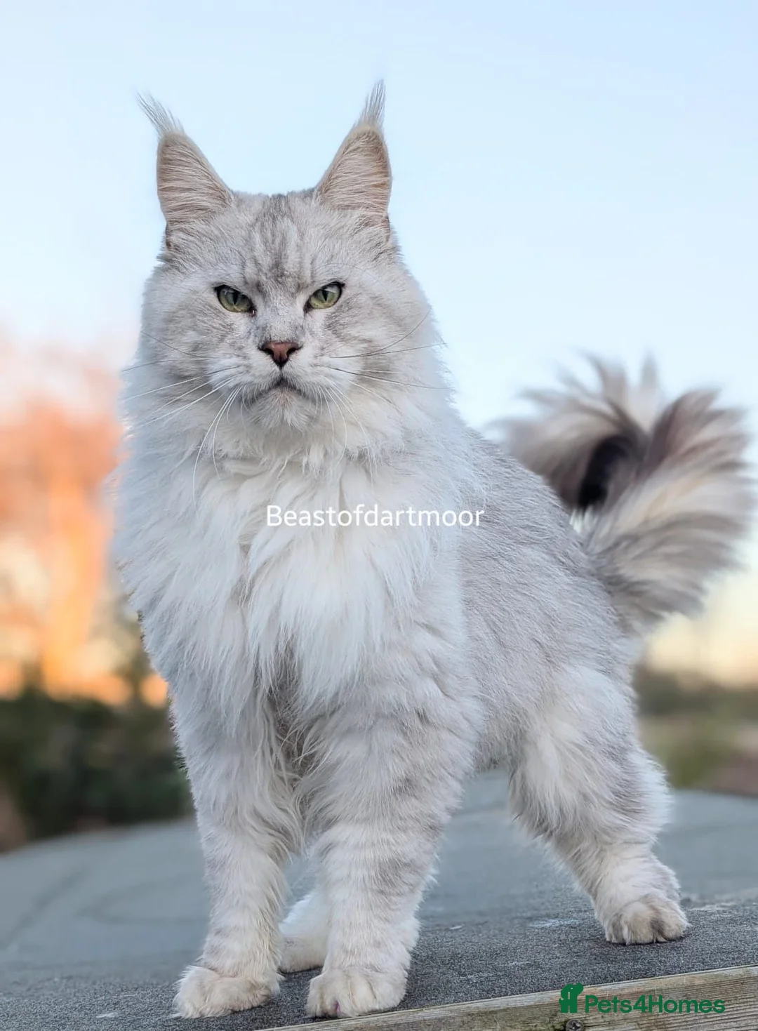 Maine Coon cats for sale: TICA Registered Maine Coon Kittens  - Advert 11