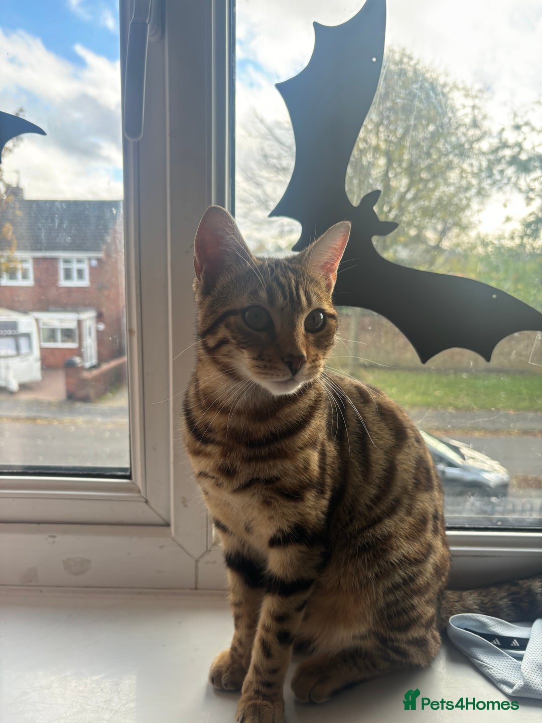 Bengal cats for sale: Bengal female  - Advert 3