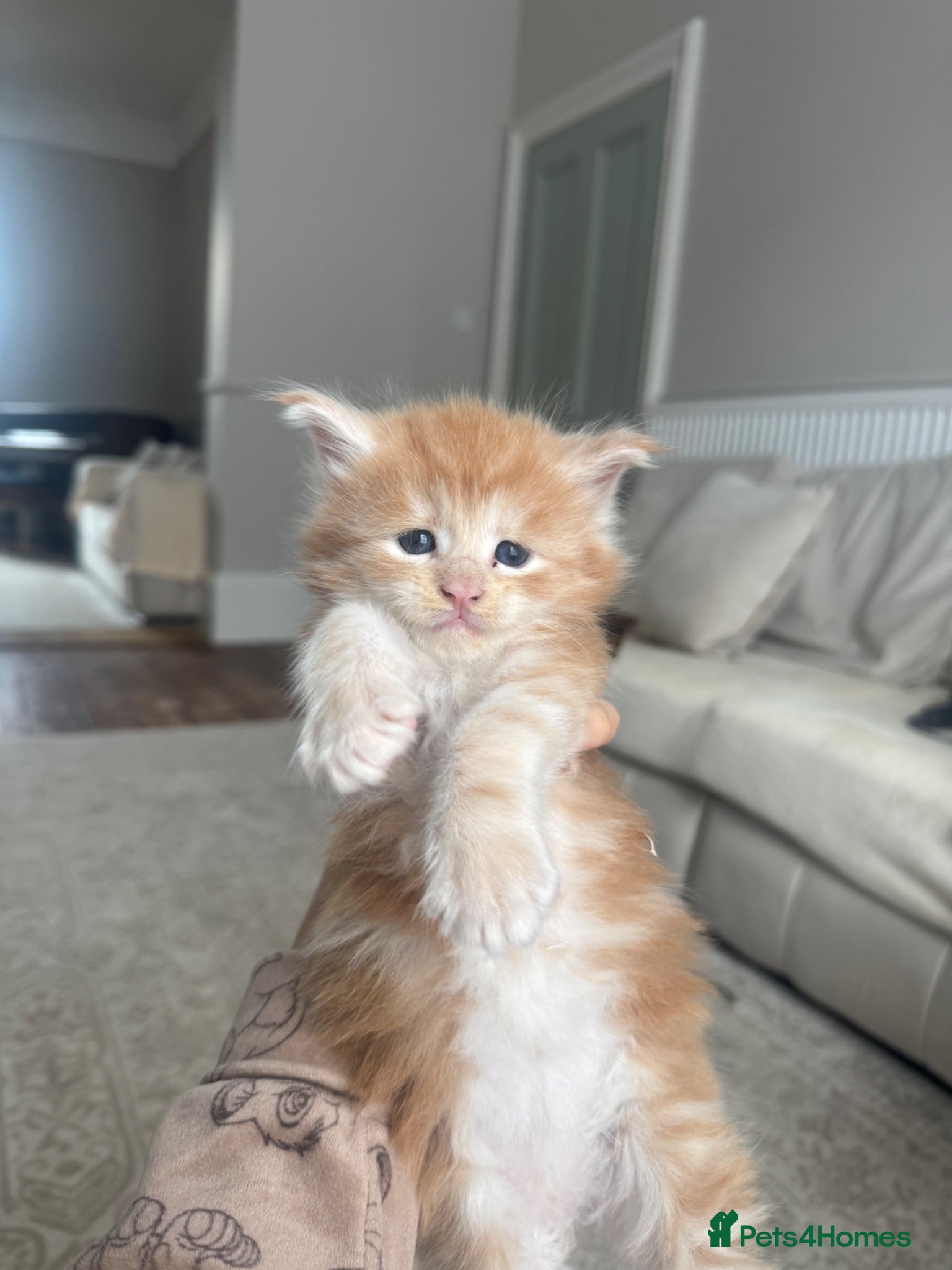 Maine Coon cats TICA Maine Coons - Advert 1
