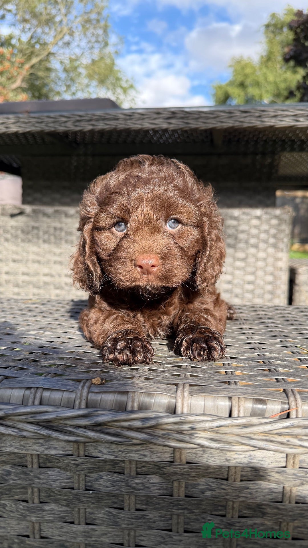 Cavapoo dogs Chocolate Cavapoos amazing quality - Advert 11
