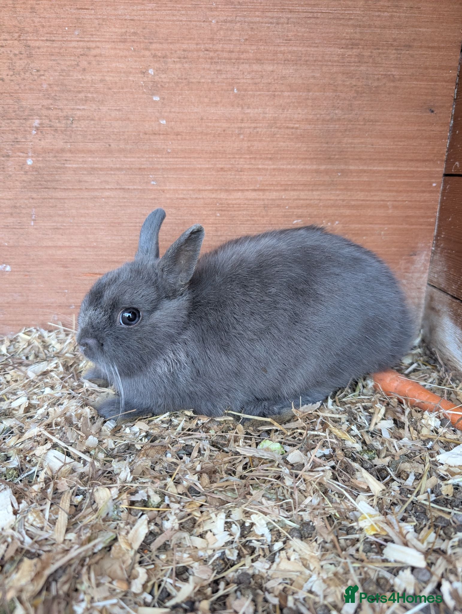 Netherland Dwarf rabbits Netherland dwarf baby boys  - Advert 2