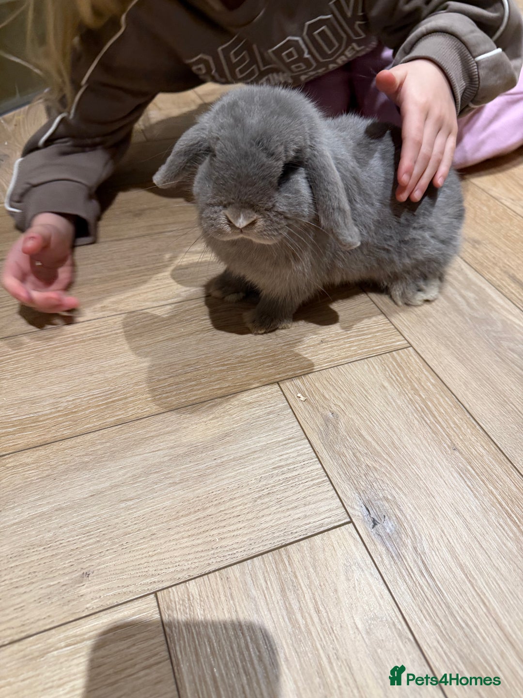 Mini Lop rabbits for sale: Lilac Mini Lop for Sale - Advert 2