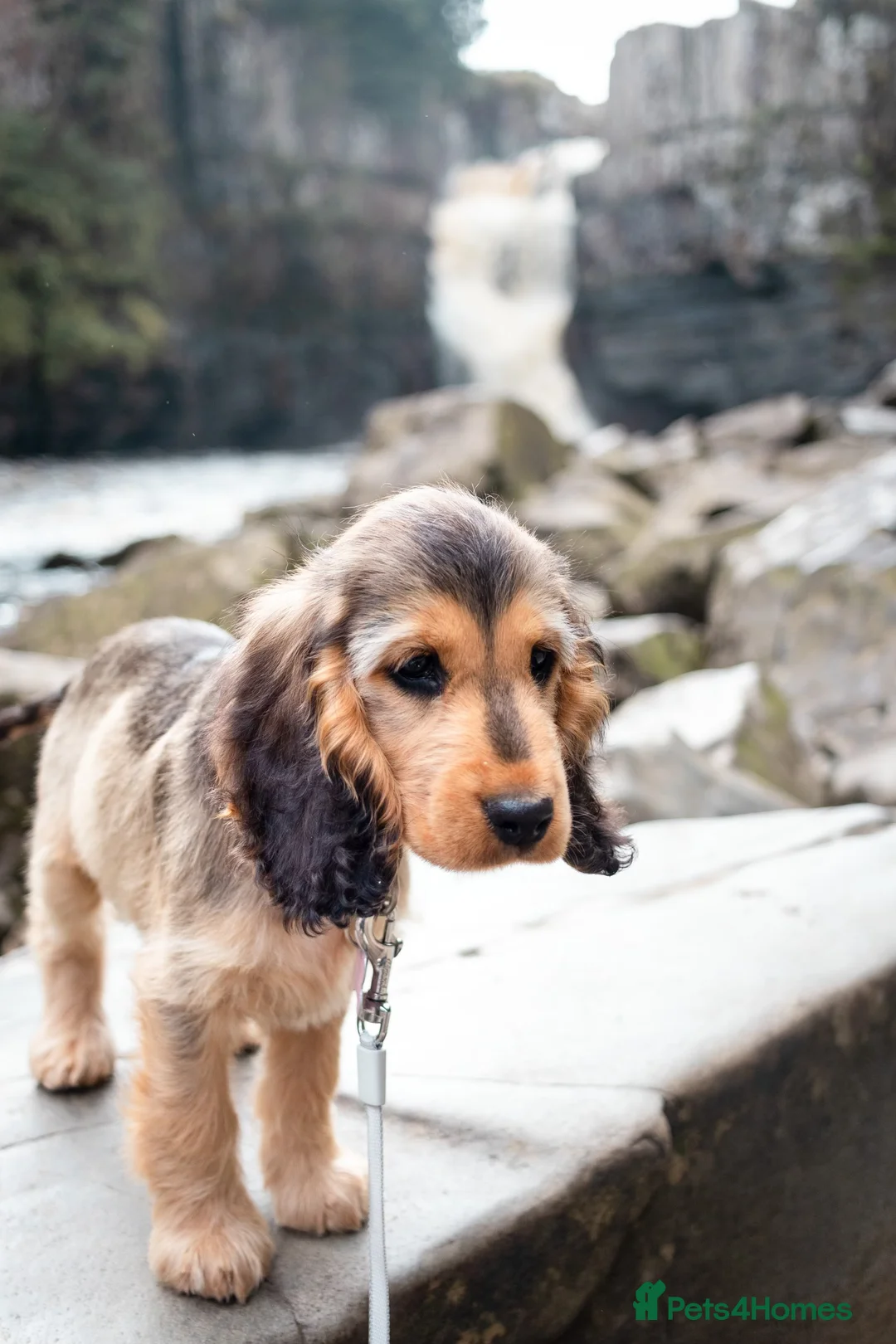 Cocker Spaniel dogs for stud: 🧡🧡 KC REG Stud Orange Roan Show Cocker Spaniel in Northallerton - Advert 24