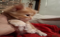 Maine Coon cats for sale: Maine Coon pedigre XL - Image 4