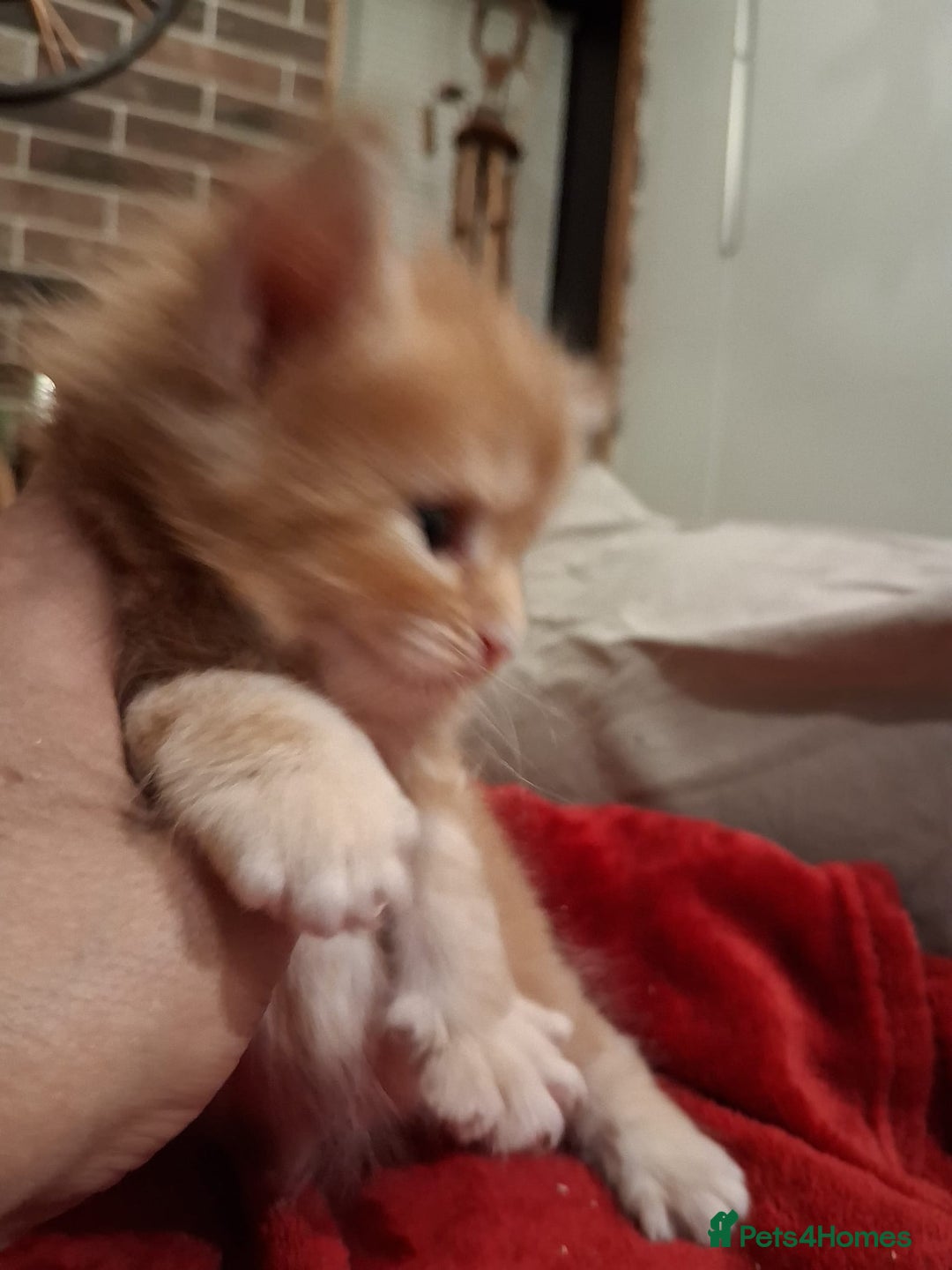 Maine Coon cats for sale: Maine Coon pedigre XL - Image 4
