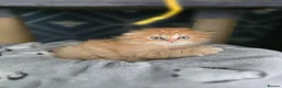 Scottish Fold cats for sale: Scottish fold litter due early September - Advert 6