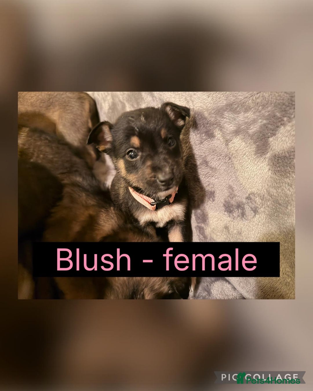 Mixed Breed dogs for sale: German Shepherd X BlueMerletan border collie  - Advert 7