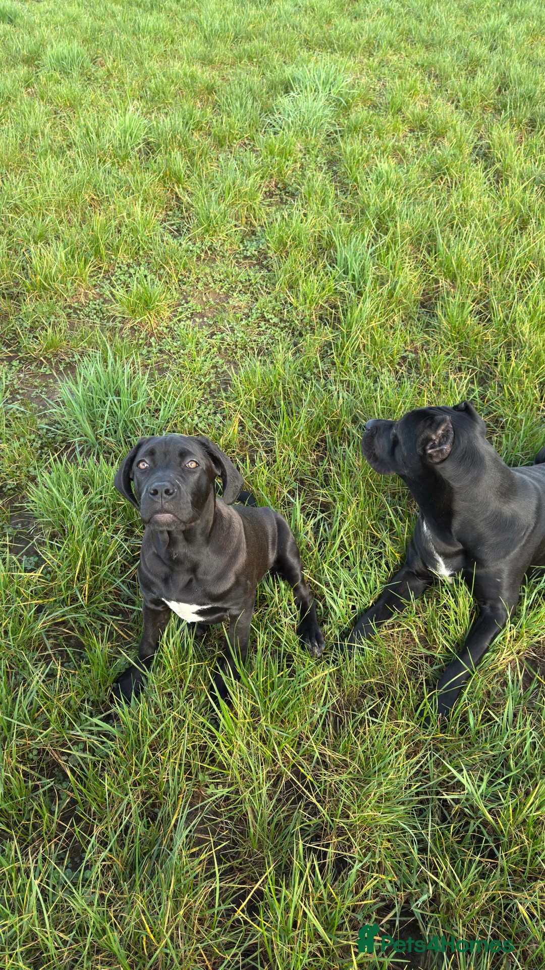 Cane Corso dogs for sale: OUTSTANDING WORKING & SHOW FEMALE PUP - Advert 1