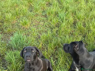 Cane Corso dogs OUTSTANDING WORKING & SHOW FEMALE PUP - Advert 4